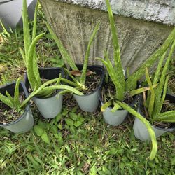 Aloe Vera Plant 5 