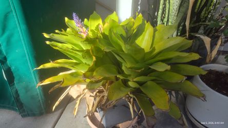 Twin bromeliads