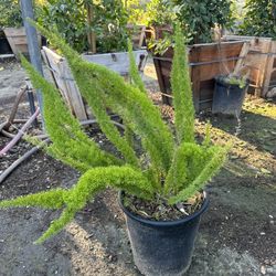 Foxtail Fern