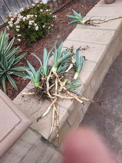 Agave Americano Plants.