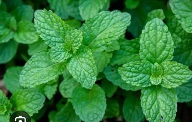 Mint fresh plant only $9.99