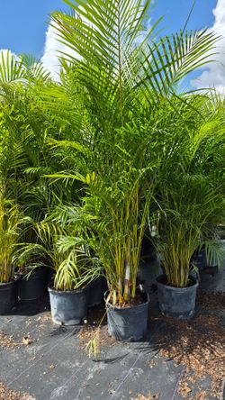 Arecas Palms 8 feet Tall. Instant privacy
