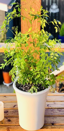 Live indoor China Doll plant in a tapered ceramic planter pot—firm price