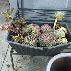 Succulents Plants In  Pot / Planter / Plantas Suculentas