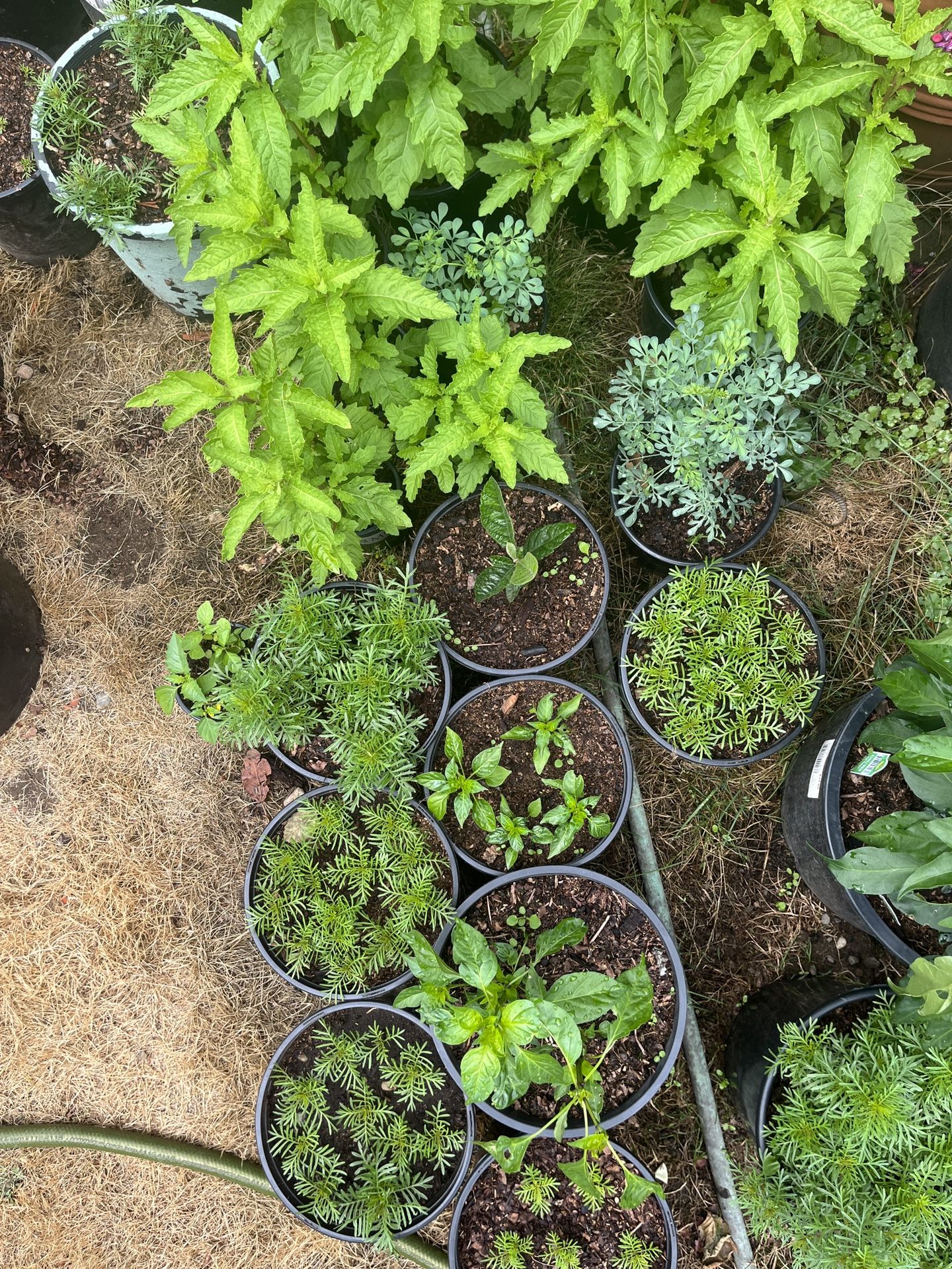 Ruda And Epazote Plants