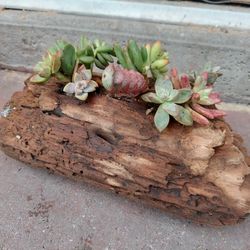 Diverse Succulent Arrangement in Driftwood 