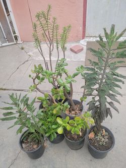 Different SucculentPlants In A Gal PotOnly 6 Each