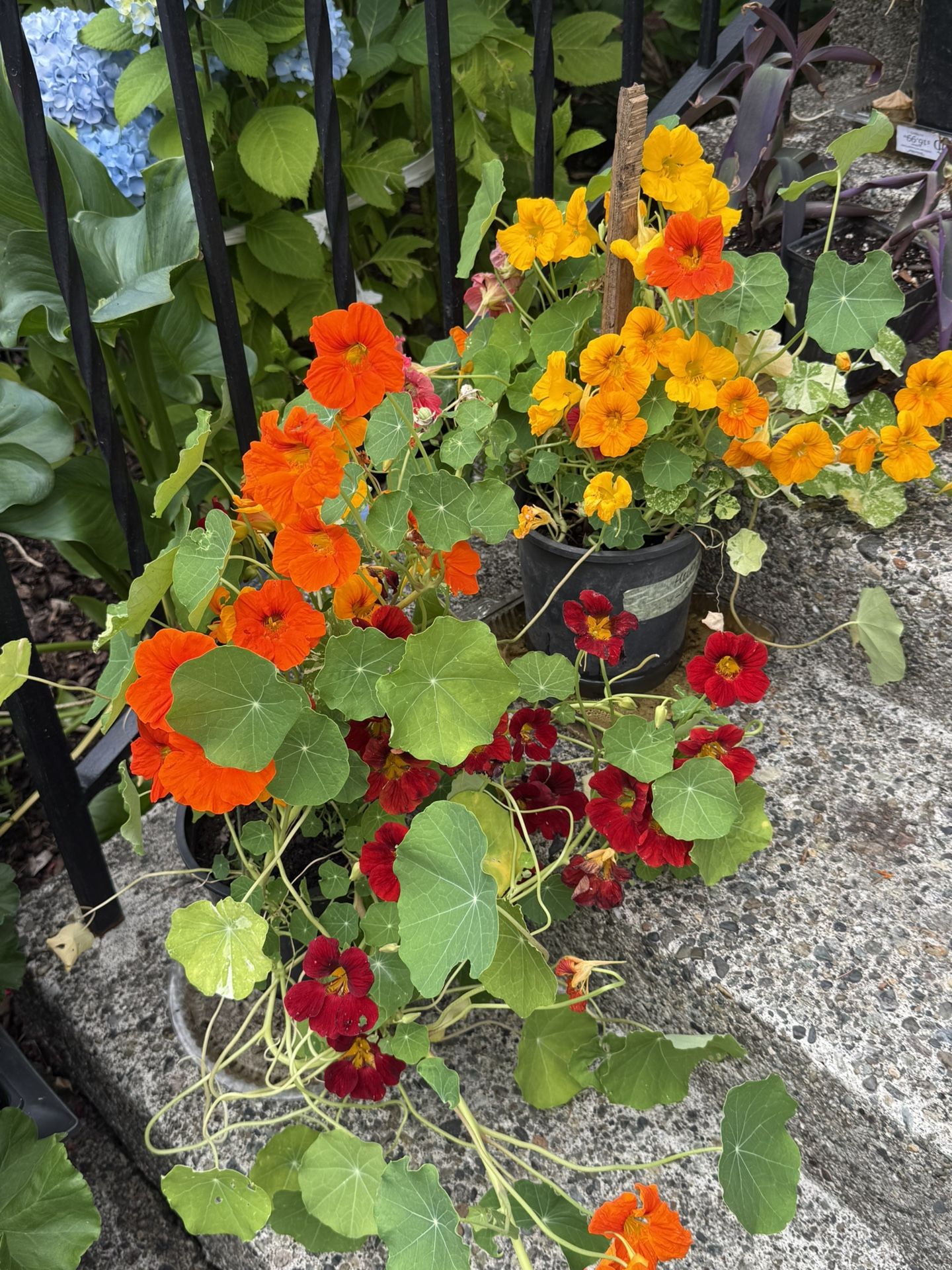 Nasturtium Plants Blooming In Pots Vibrant Colors
