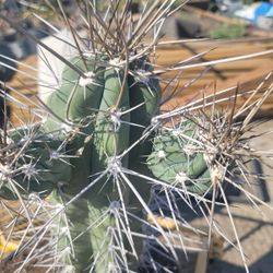 Cactus