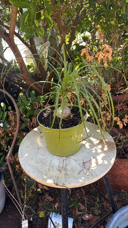 Pony tail palm in green pot