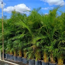 Huge Arecas About 7 Feet Tall Instant Privacy Hedge For Fence