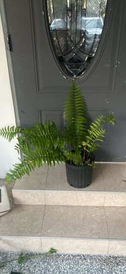Macho fern house live plant