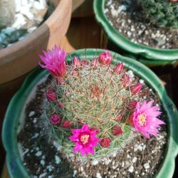 Fiushia Flower Cactus