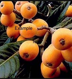 / Loquats /Árbol De Níspero