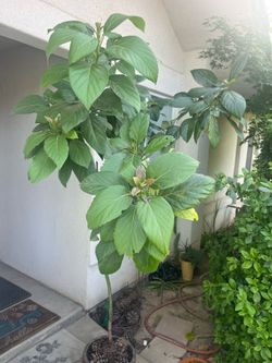 Tree - Over 6 Foot Tall Avocado Plant on a 24” Very Nice Ceramic Pot.