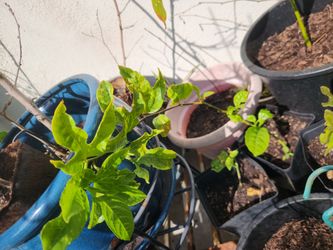 Passion fruit plant