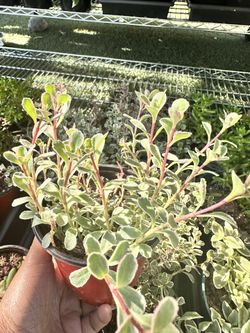 Sedum Tricolor & Sedum Spurium Succulents