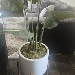 Plant Plastic But Beauty