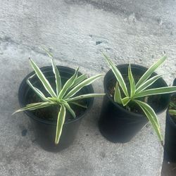 Spider Plants 