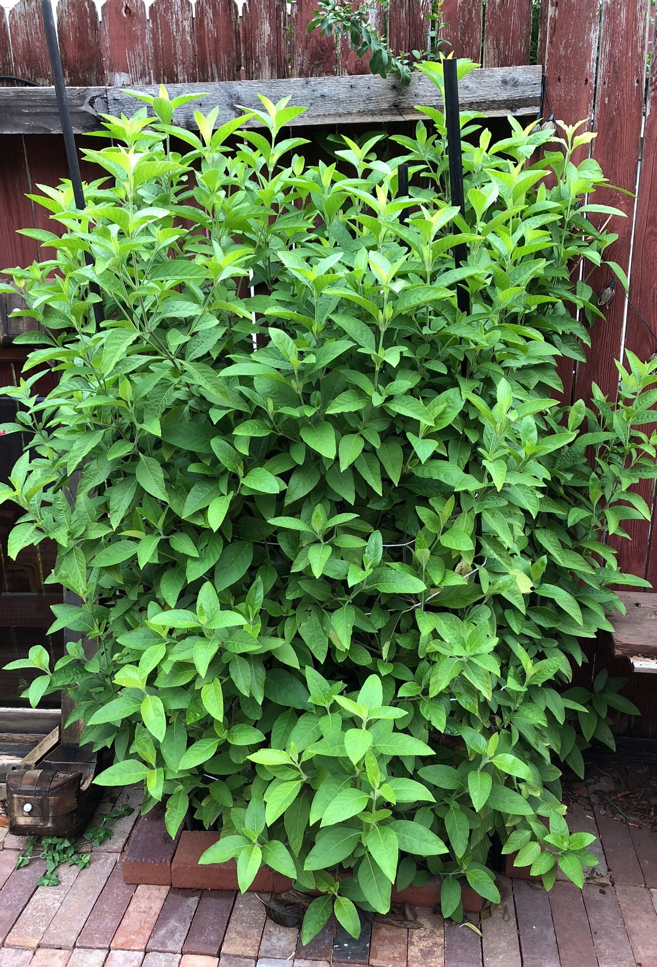 Muicle plant