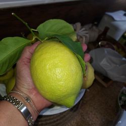 Extra Large And Large Lemons.