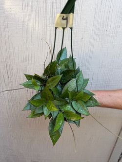6” Hoya black margin