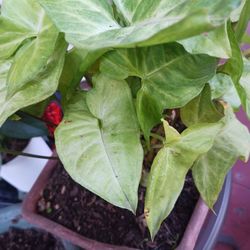 Diferents Plans  $5 dólar Each