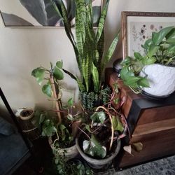 Group Of 🪴 Plants