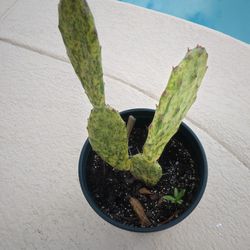 12" Sunburst Opuntia Cactus $20 -Ship $7