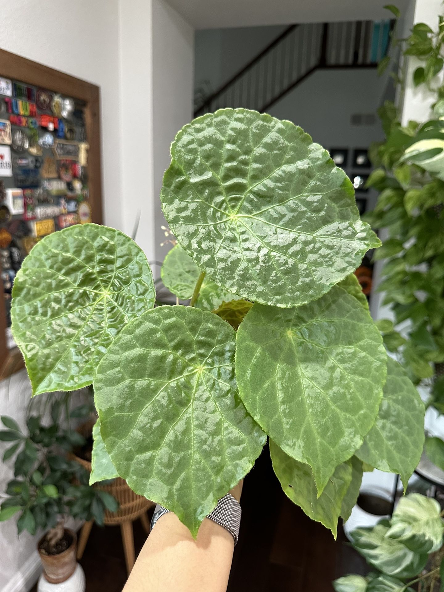 Begonia Natunaensis