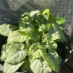 Plant Sales Of All Kinds 