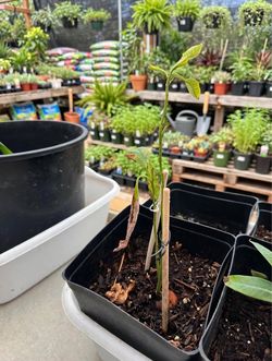 Avocado seedling (2 trees in 1 pot) - Only $19