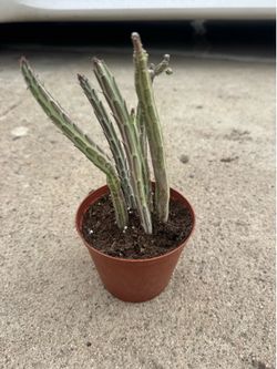 Succulent
