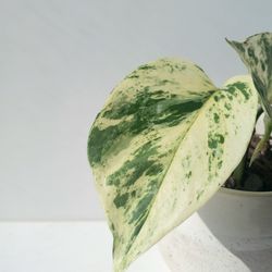 Rare High Variegation Snow Queen Plant/  Marble Queen Plant/Indoor Plant/ House Plant 