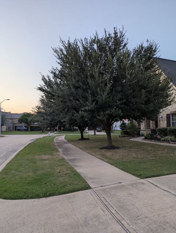 Text For More Information 🌴🌳🏡🍃