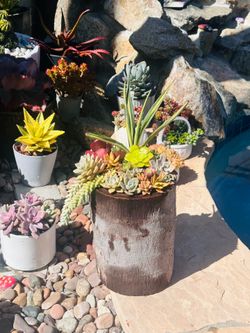 Unique wood pot of beautiful succulents