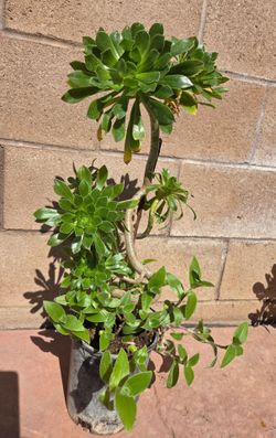Suculent Plant