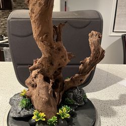 Extra large driftwood on slate slab