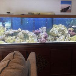 125gallon Aquarium
