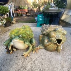 2 Succulents Plants