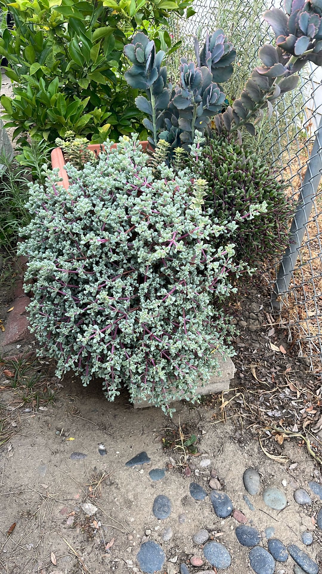 Succulents
