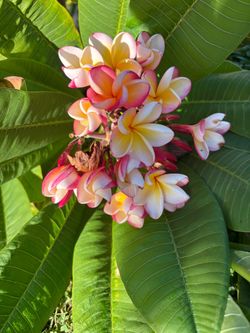 Plumeria cuttings 3 to 4 feet long