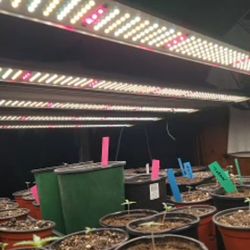 Led Grow Lights And Other Grow Equipment