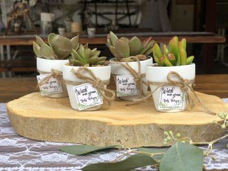 Succulent Favors for Birthdays Weddings Baby Shower Any Occasions