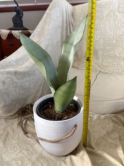 MUST SELL 🪴 moonshine snake plant in cute matte white textured ceramic hanging planter boho coastal