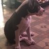 Luis
