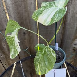 Monstera ‘albo’ Plants