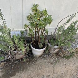 Green Succulent Plants In Plastic Pot $7 Each 