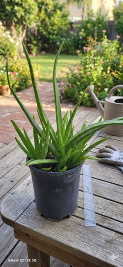 Aloe Vera Plant 7" Pot + 11 Baby Pups 🌱 Healthy | Air Purifying Succulent | Medicinal Plant