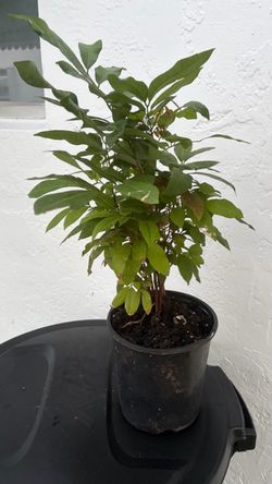 Longan Tree Seedlings – $10–$20